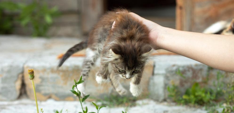 Подобрали котенка с улицы: 4 первых действия