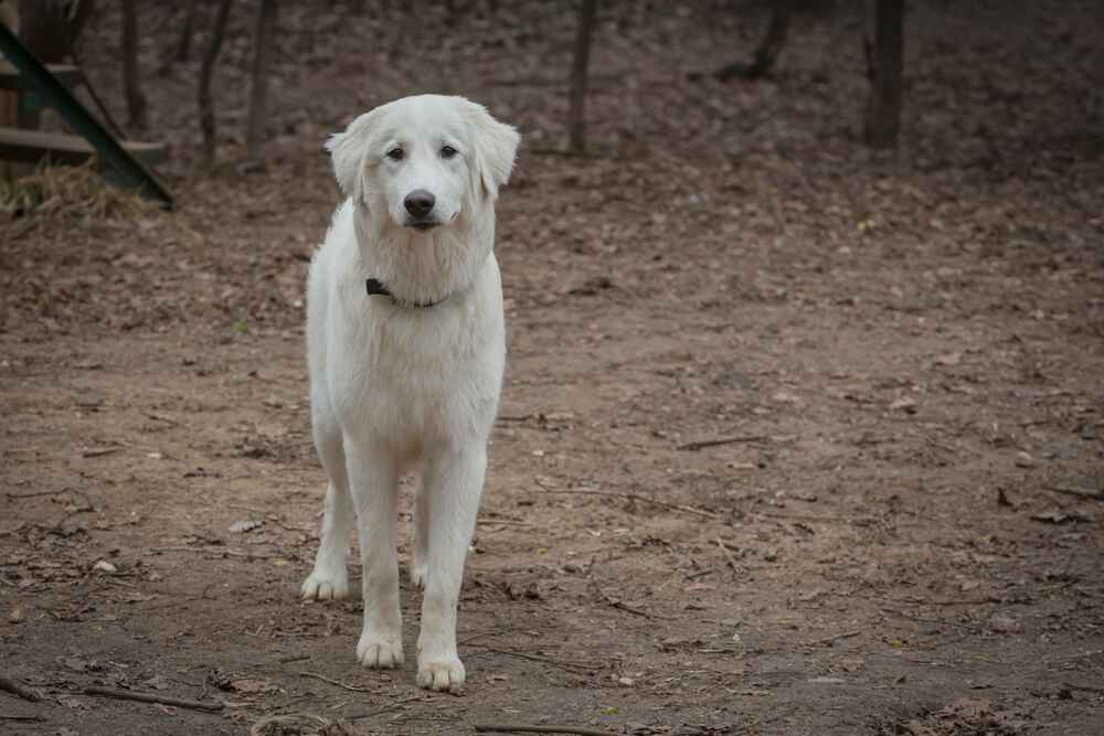 Изображениe — Это венгерский кувас Это венгерский кувас