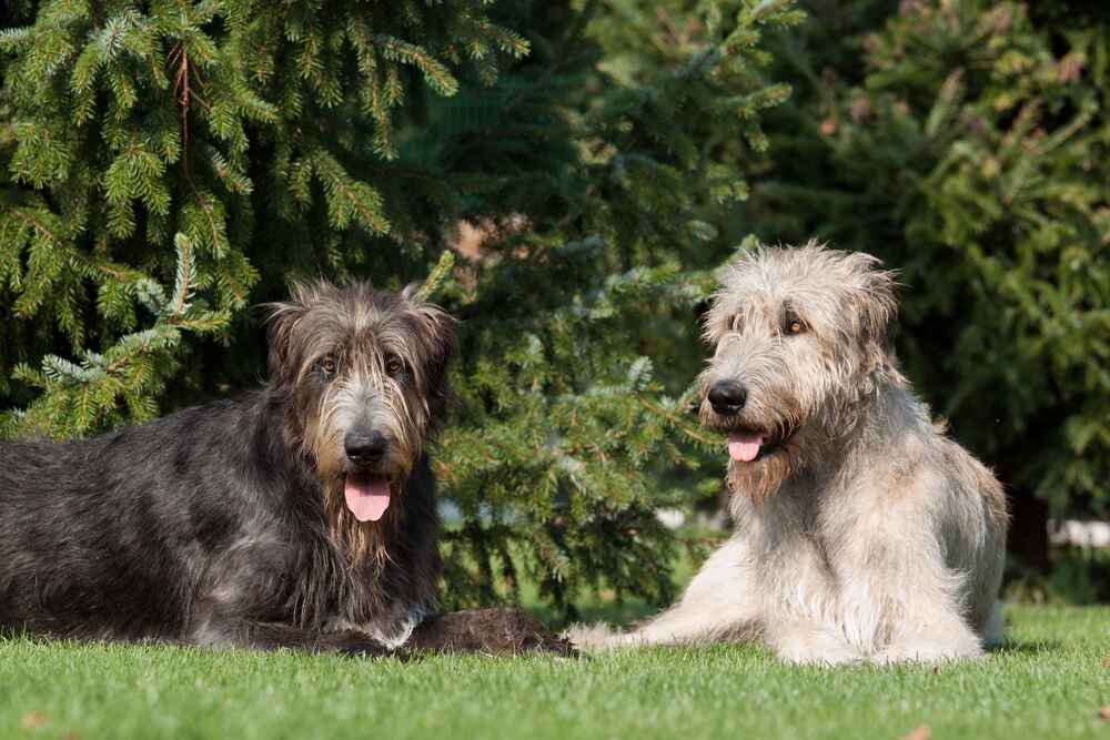 Собака irish wolfhound