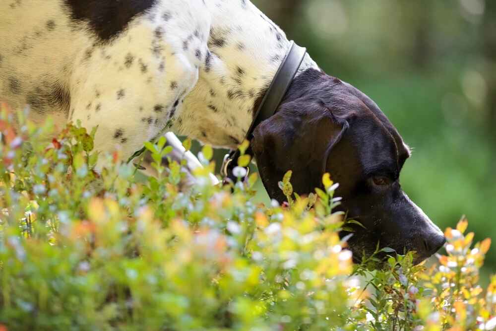 Английский пойнтер нюхает траву