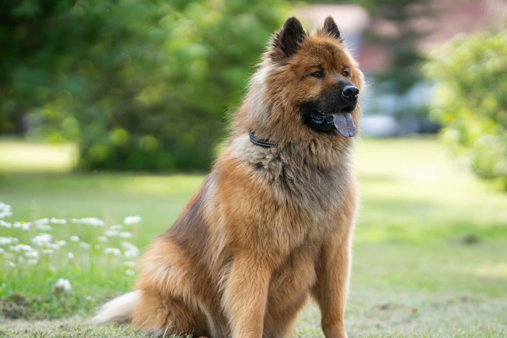 Красивая собака евразиер