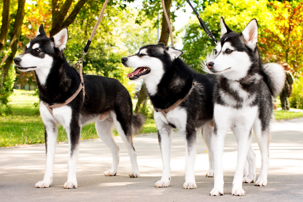 Три аляскинских кли-кая на выгуле