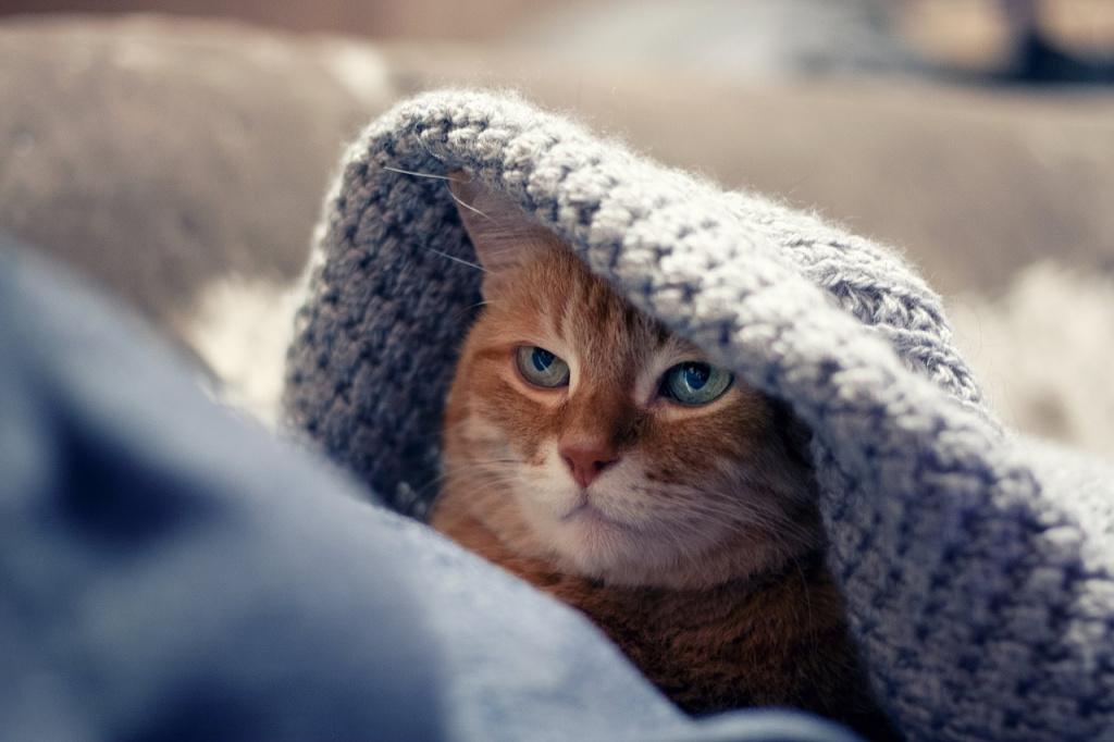 Как понять, что кот заболел: признаки больной кошки, симптомы – советы  ветеринаров