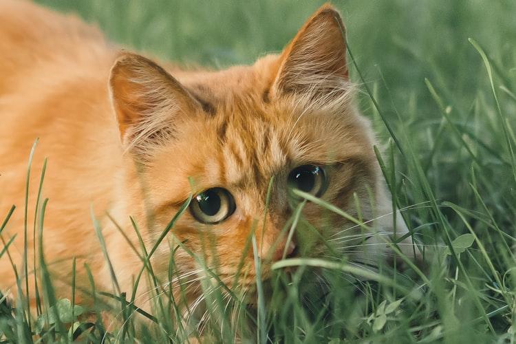 5 причин, по которым кошки едят траву