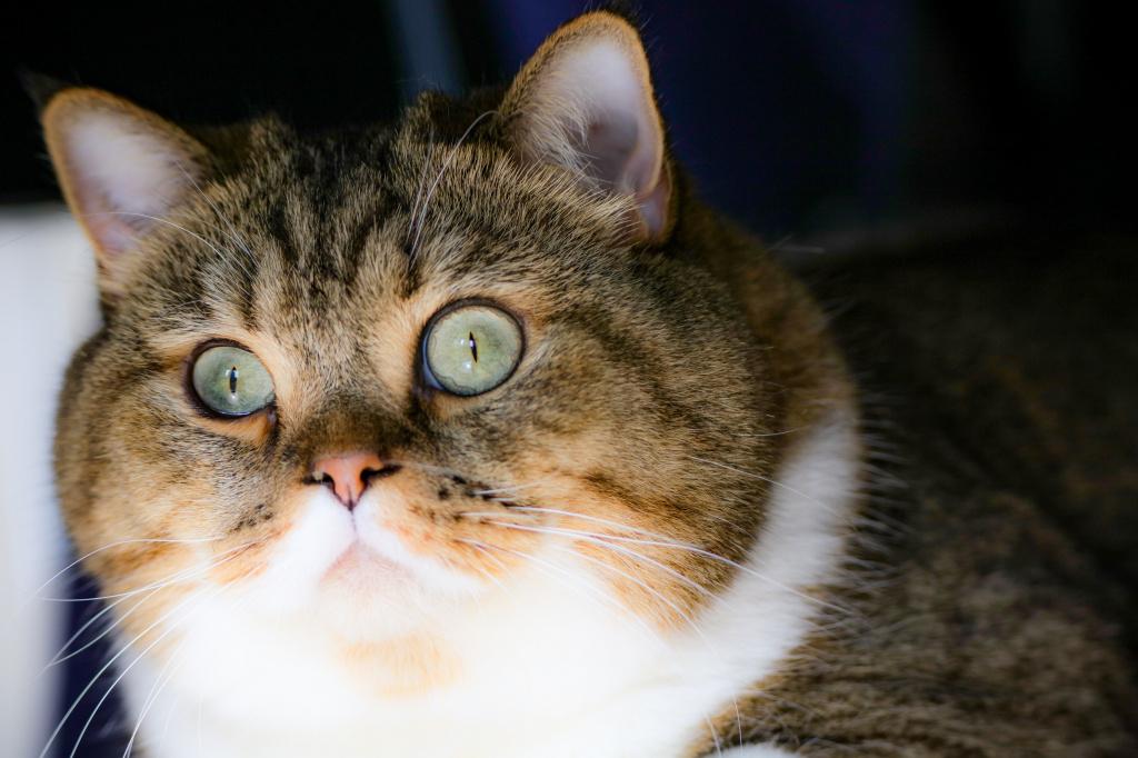 Все об ожирении у кошек и котов: коварство лишнего веса