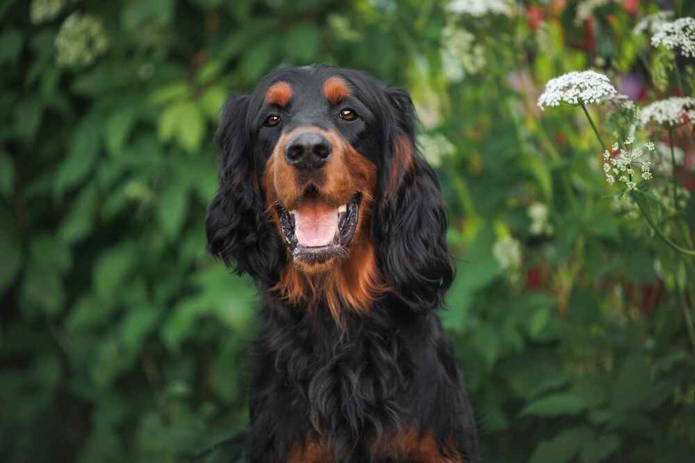 Изображениe — Довольный шотландский сеттер Довольный шотландский сеттер