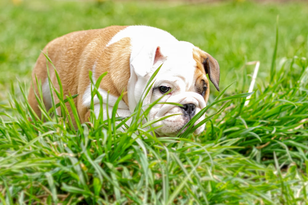 Все о породе английский бульдог написано в стандарте