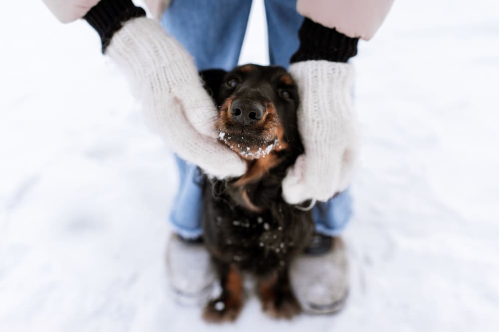 У такс есть свои плюсы и минусы