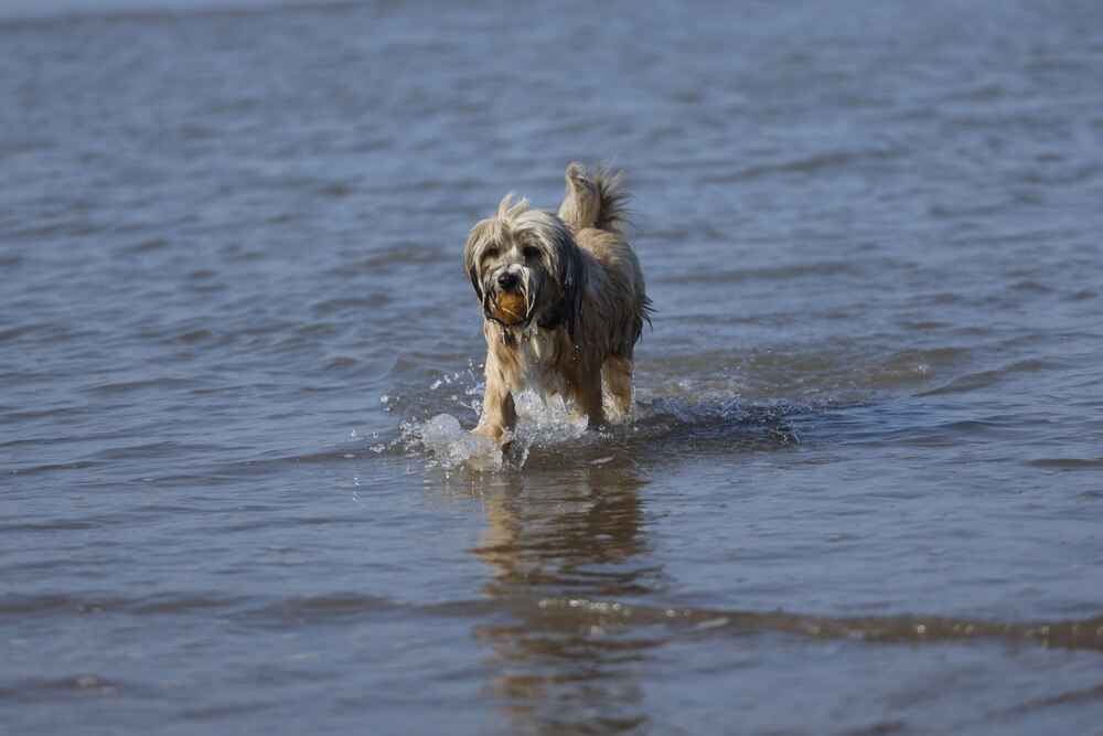 Тибетский терьер на пляже