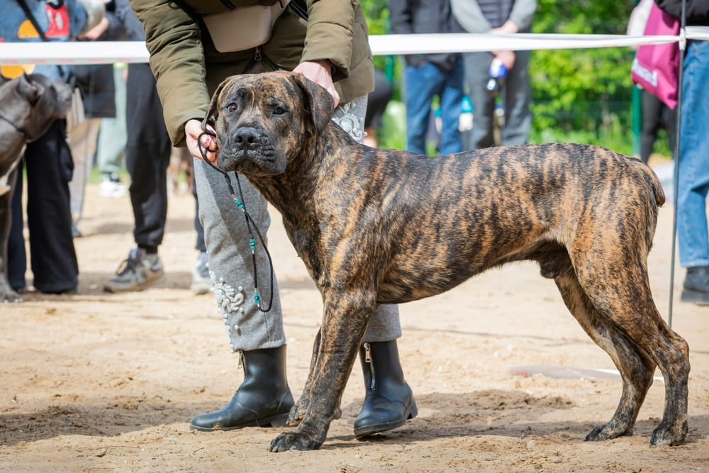 Бурбуль на выставке