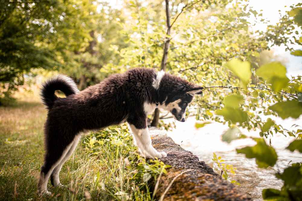 Щенок восточно-сибирской лайки
