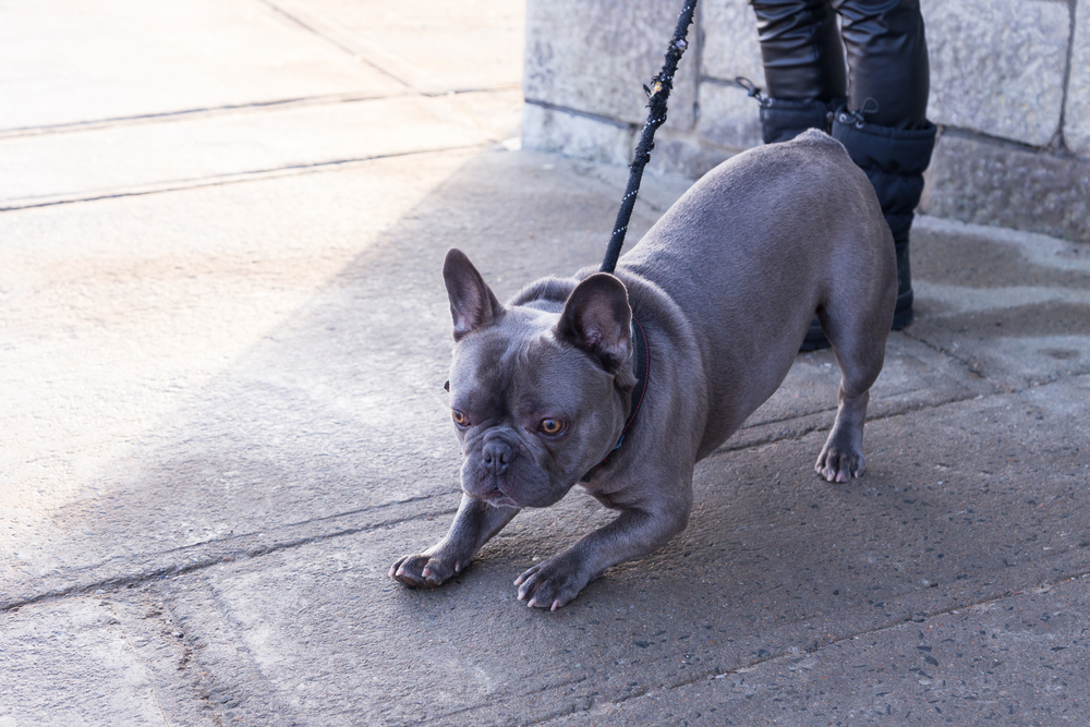 Голубой французский бульдог на поводке