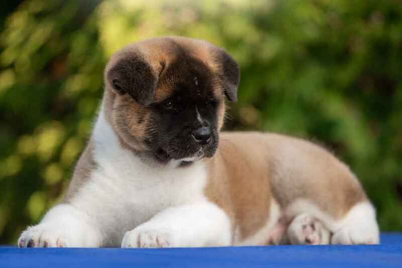 Щенок акиты смотрит в сторону