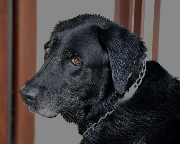 Экзема у собак: лечение мокнущей и сухой формы
