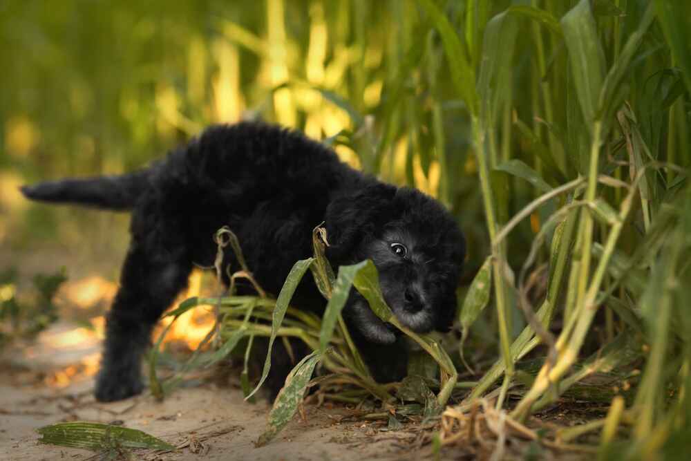 Милый щенок бедлингтона