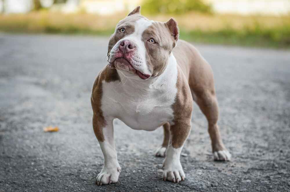 Изображениe — Собака булли Собака булли