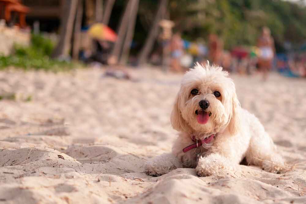 Гаванский бишон белого окраса