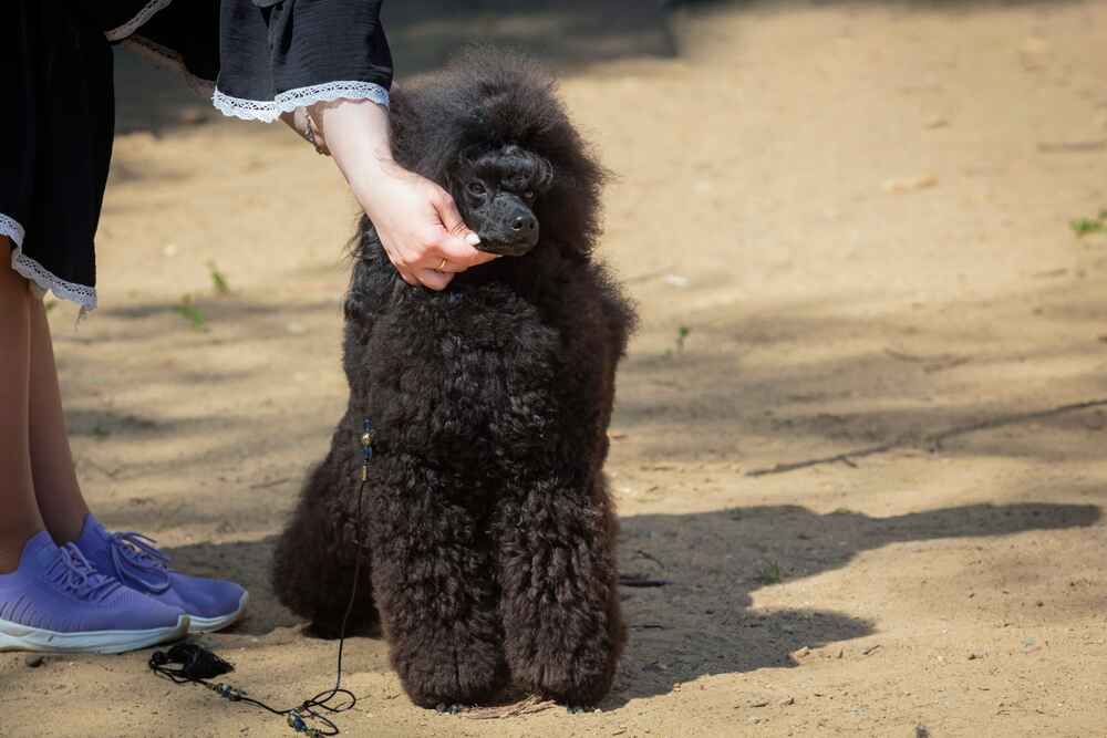 Пудель на показе
