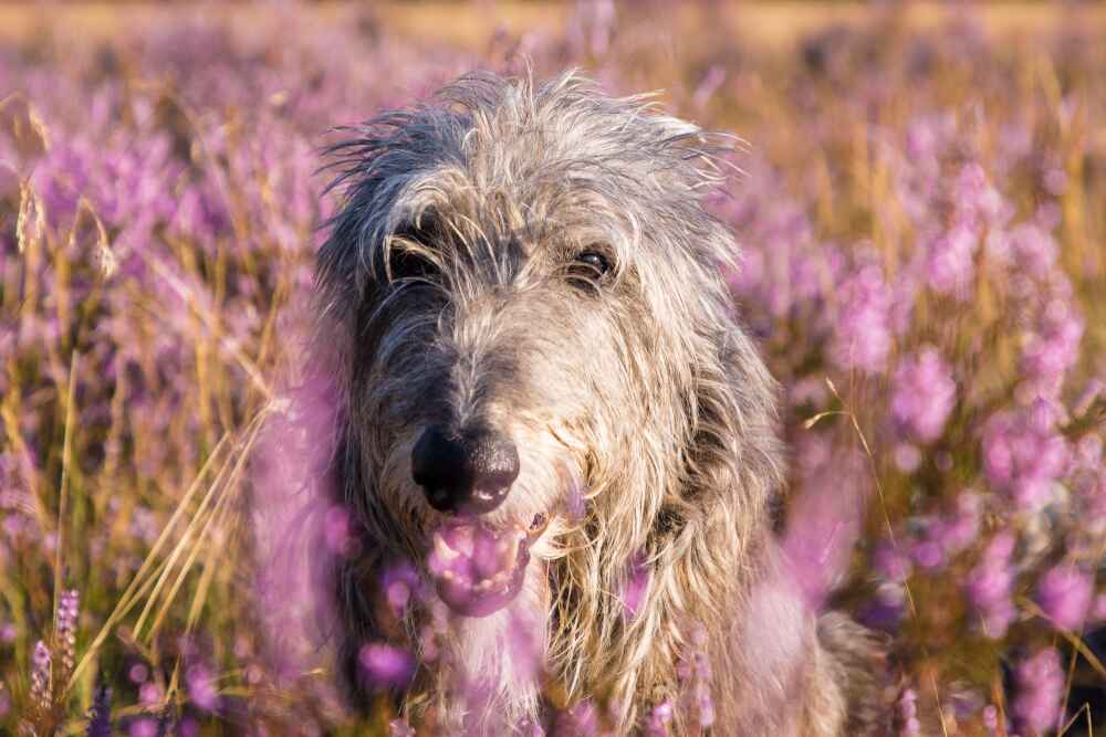 Это шотландская борзая