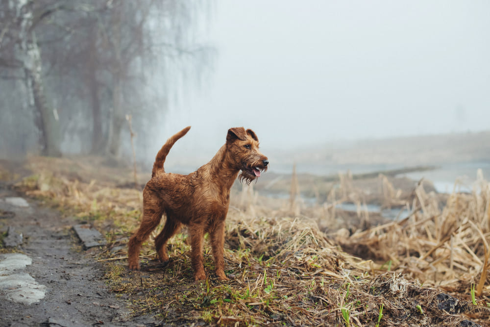 Ирландский терьер весной