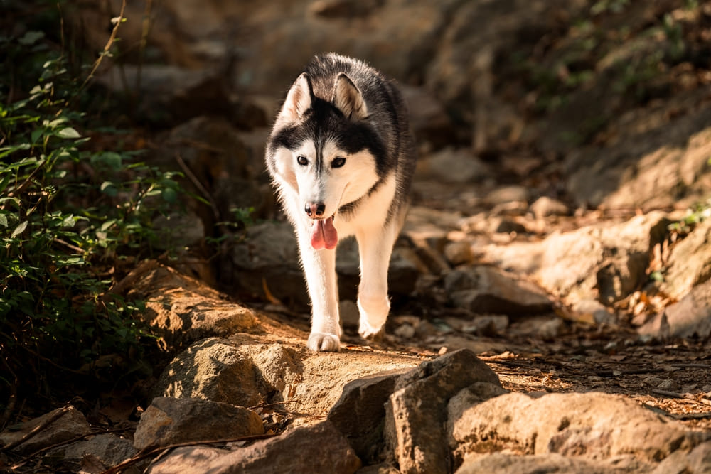 Сибирский хаски гуляет в лесу