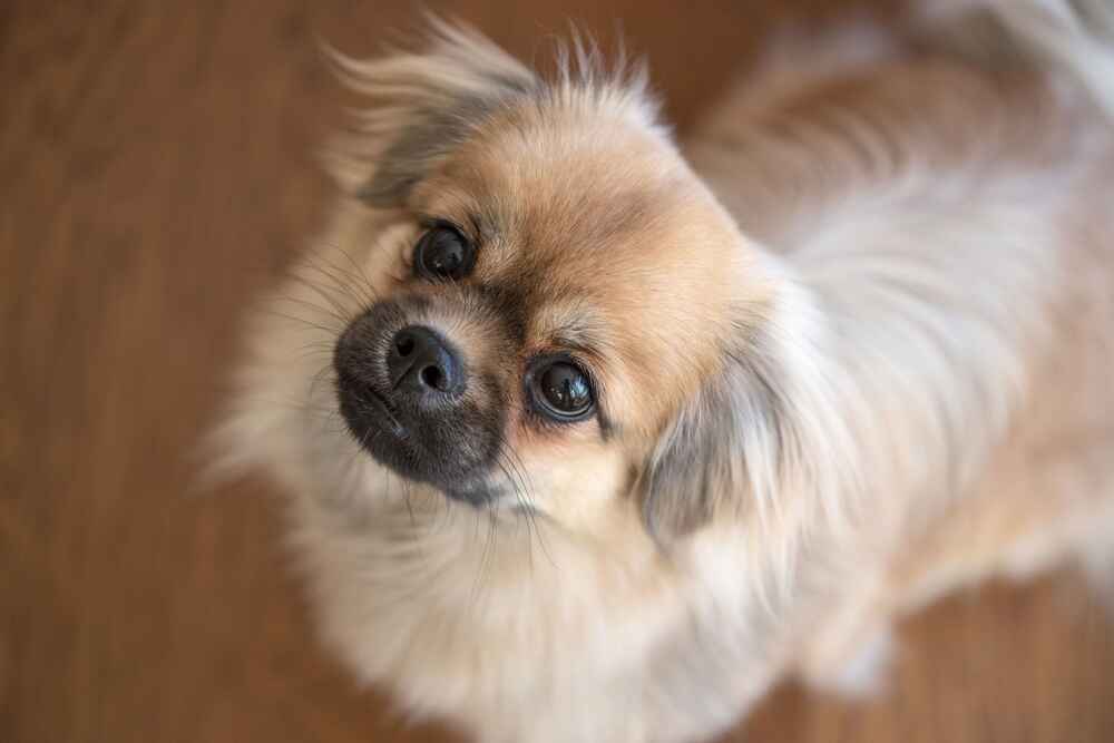 Милый тибетский спаниель