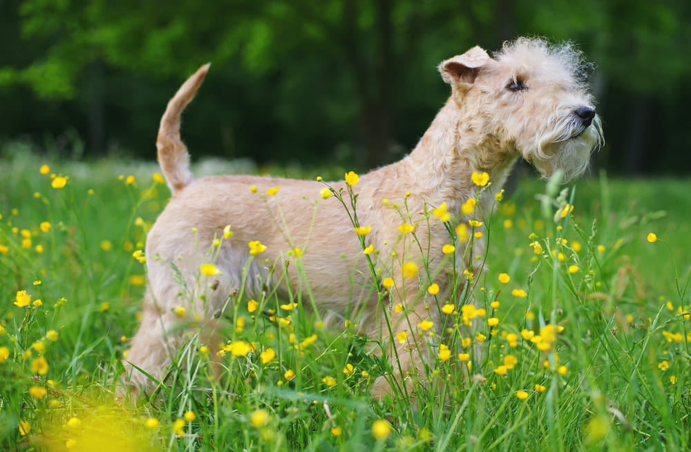Лейкленд-терьер на соревновании по аджилити