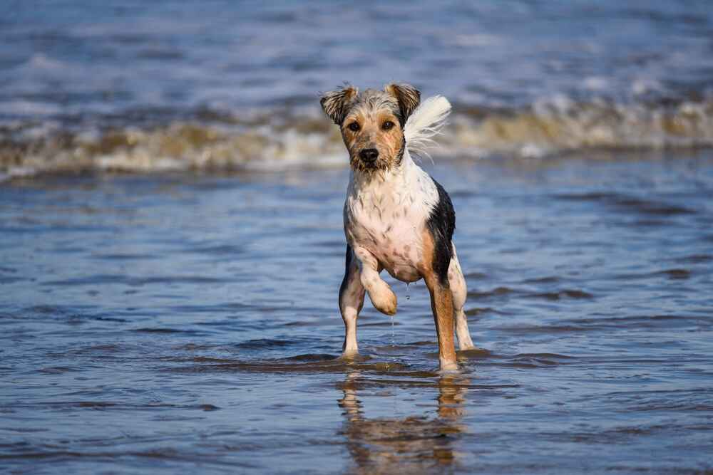 Изображениe — Парсон-рассел-терьер играет в воде Парсон-рассел-терьер играет в воде