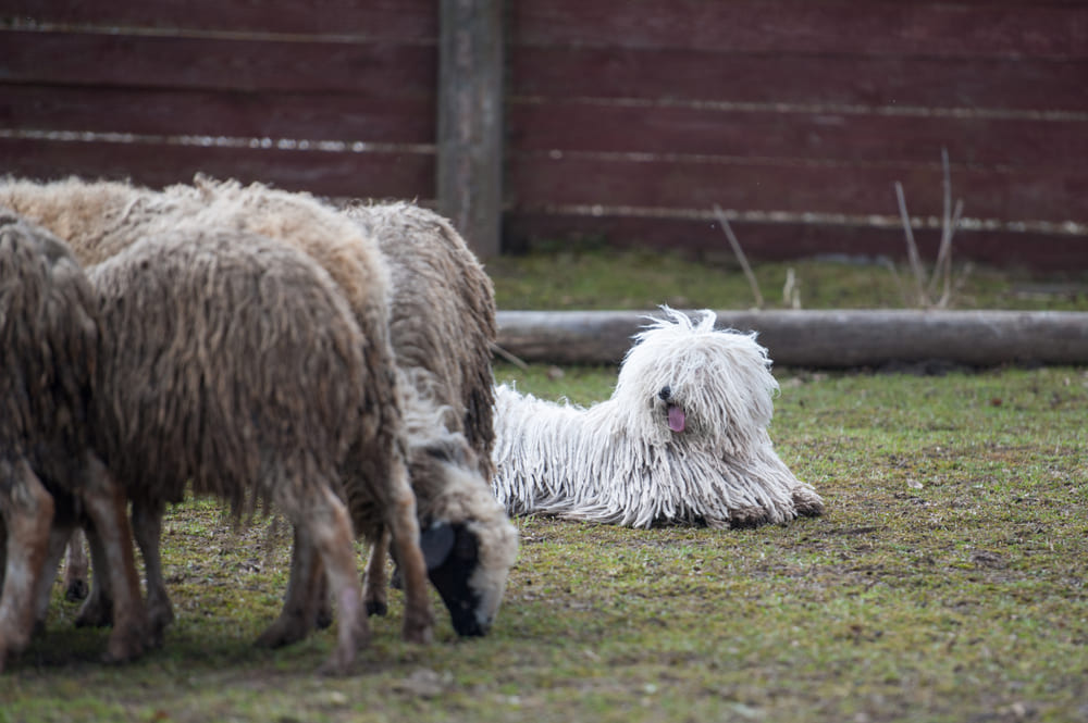 Венгерская овчарка пули сторожит стадо