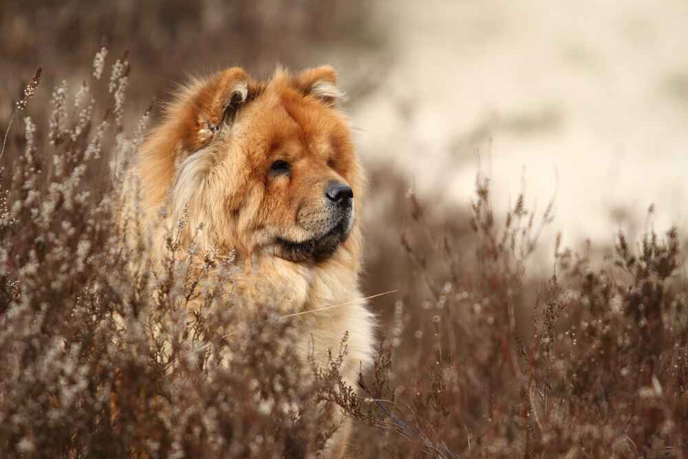 Изображениe — Чау-чау в профиль Чау-чау в профиль
