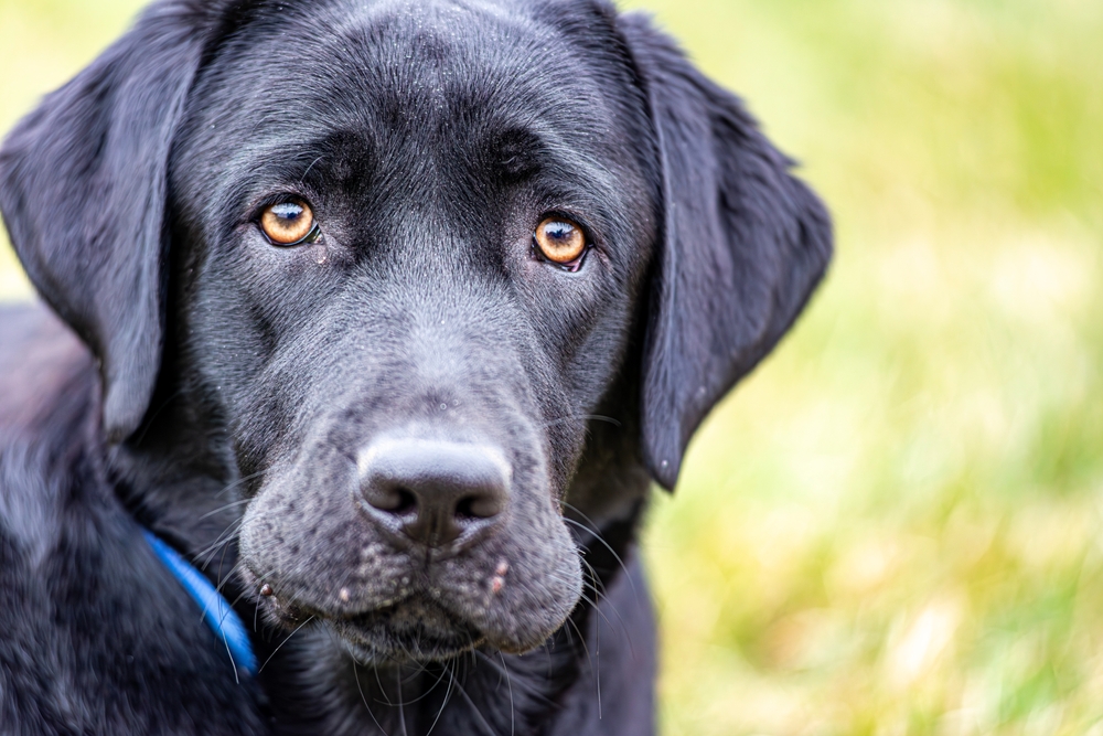 Черный лабрадор с грустными глазами
