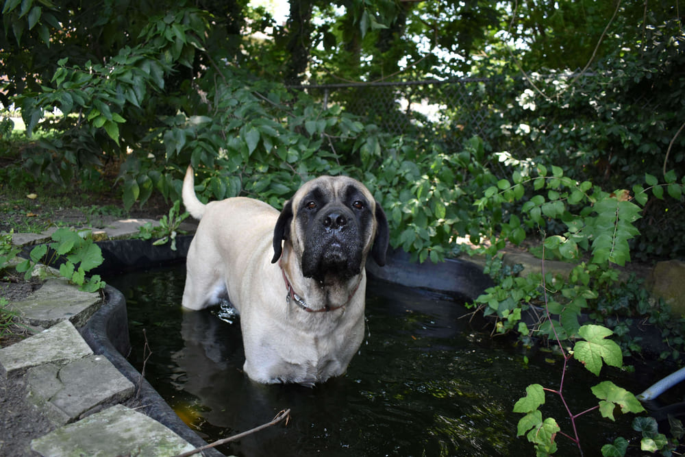 Английский мастиф в воде