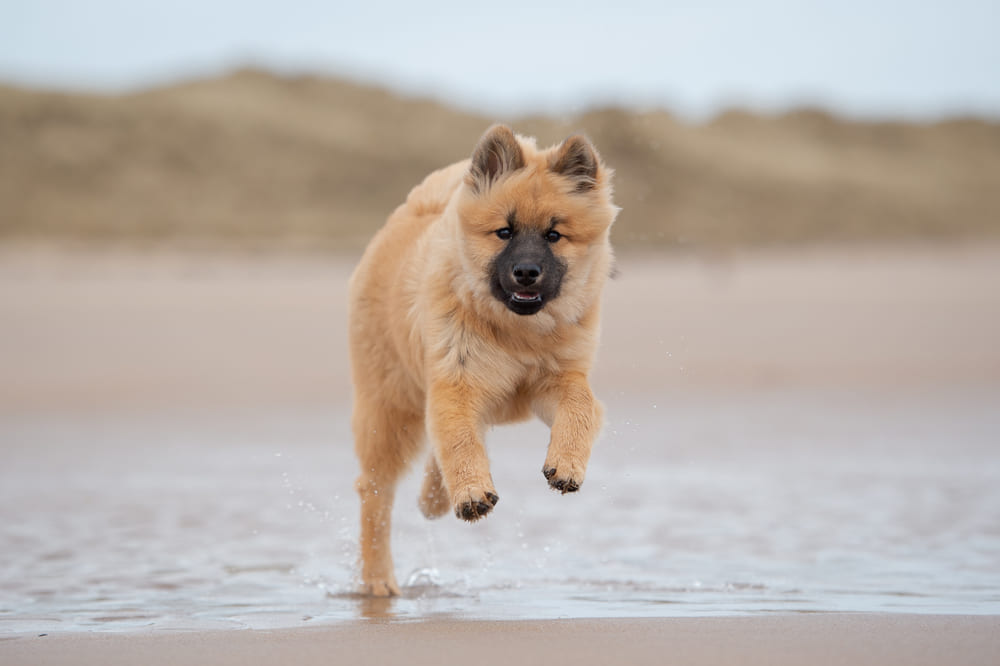 Собака евразиер гуляет