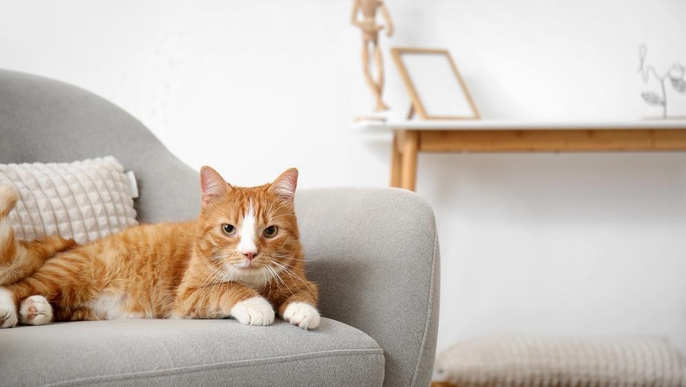 Какую породу кошки лучше выбрать для квартиры: 20 хороших вариантов