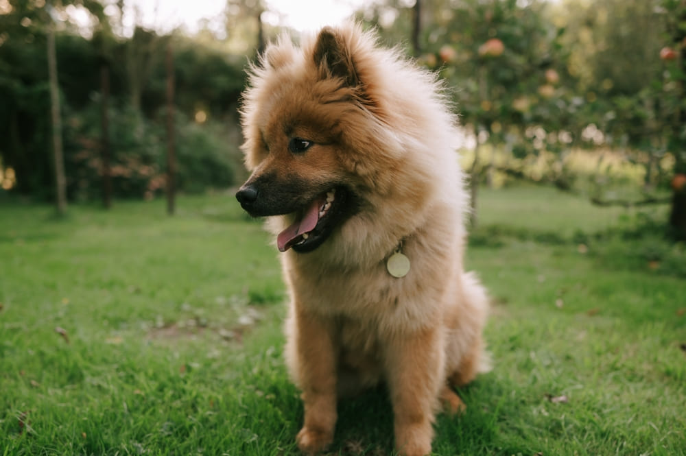 Милый евразиер сидит