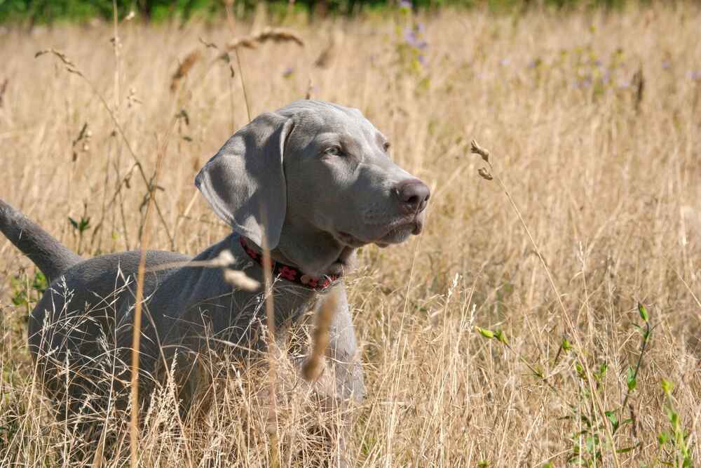 Гуляющий веймаранер