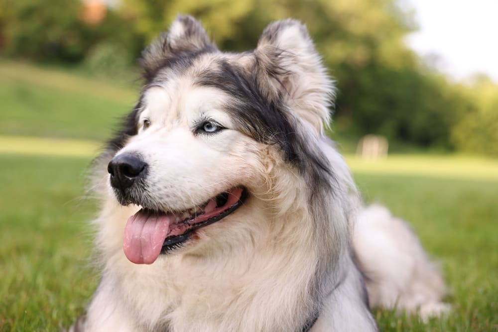 Описание породы аляскинский маламут можно найти в стандарте