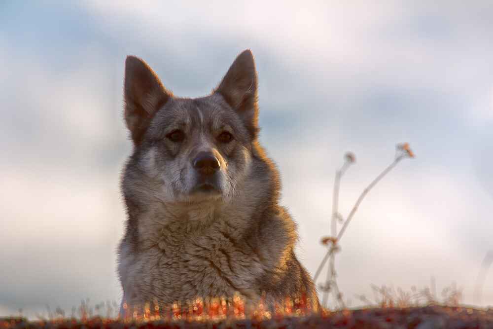 Восточно-сибирская лайка в поле