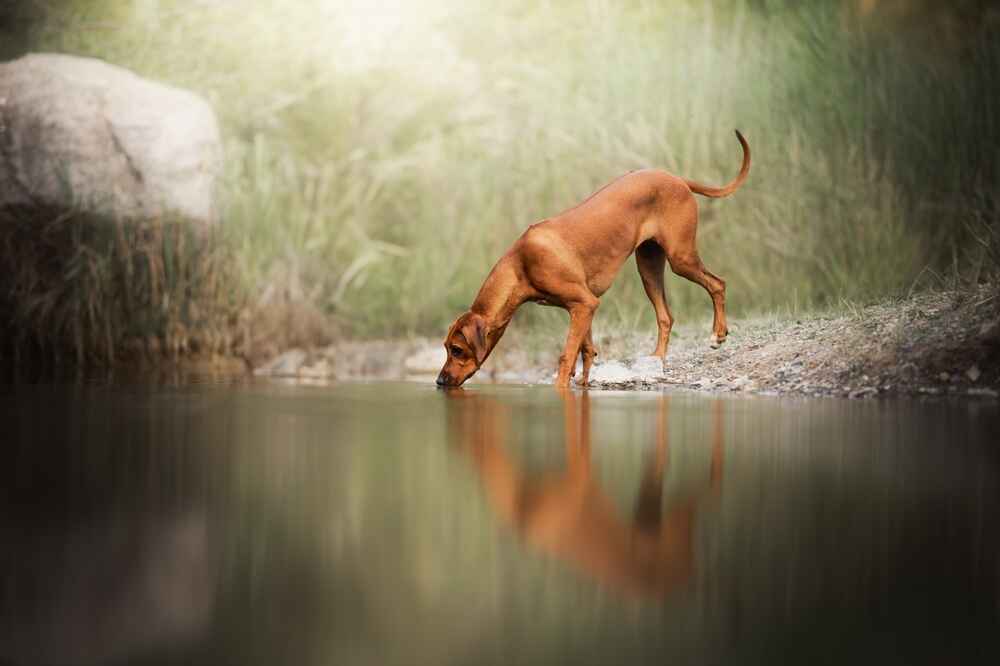 Родезийский риджбек в парке