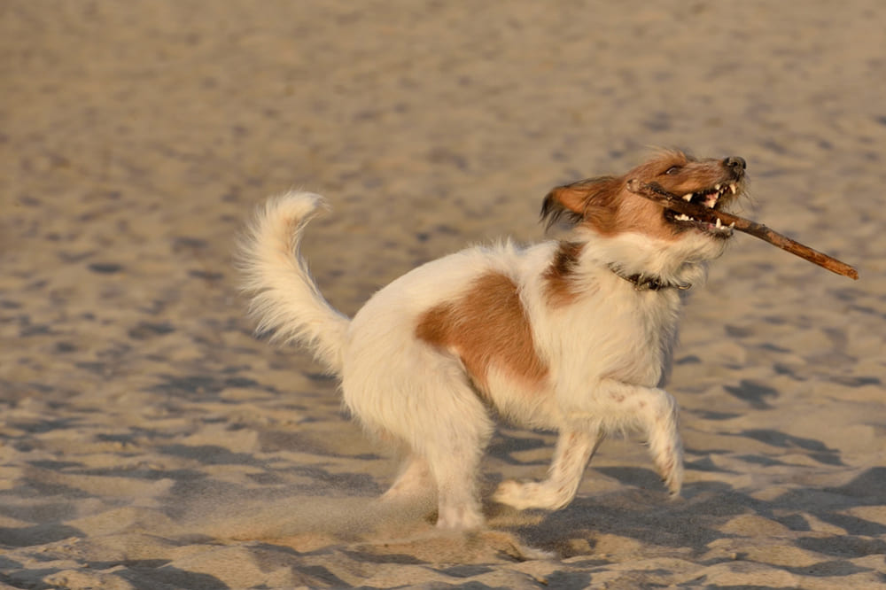 Кромфорлендер играет на пляже