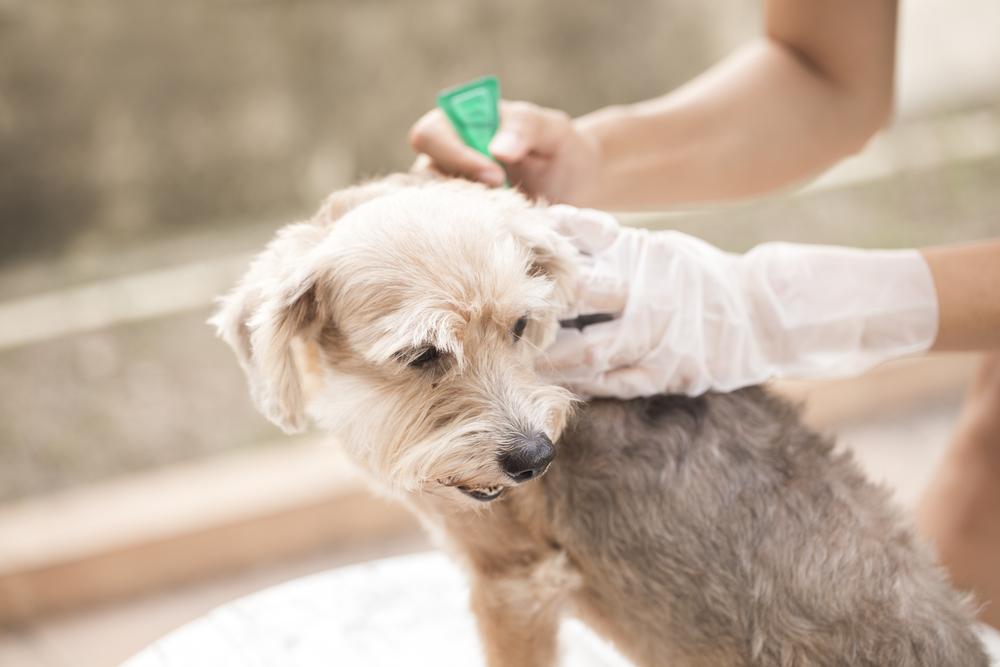 Обработка собаки от эктопаразитов: частота процедуры, средства, меры предосторожности 