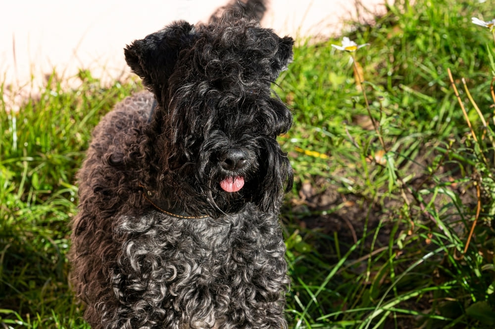 Керри-блю-терьер в молодом возрасте