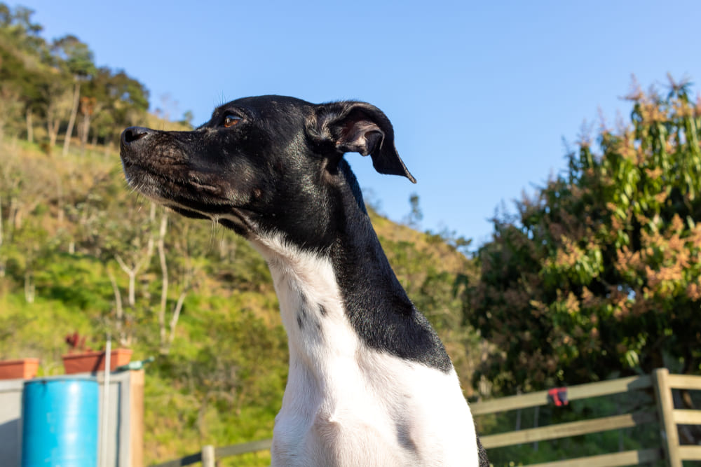 Бразильский терьер смотрит в сторону