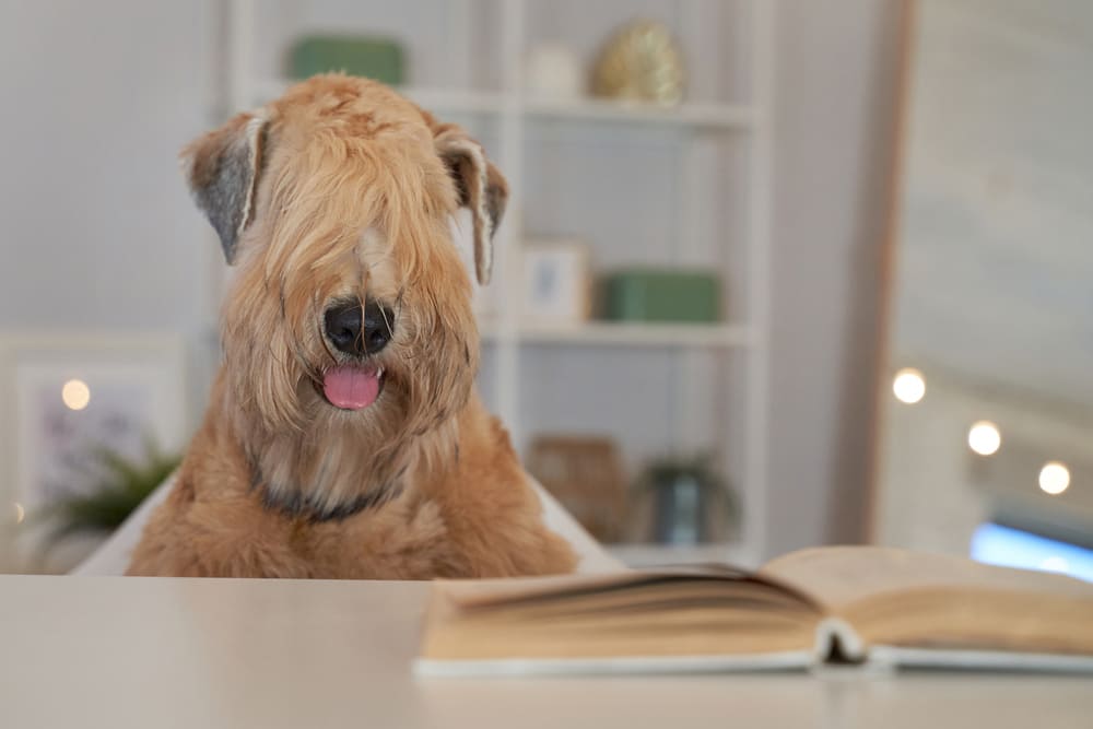 Ирландский мягкошерстный пшеничный терьер у стола