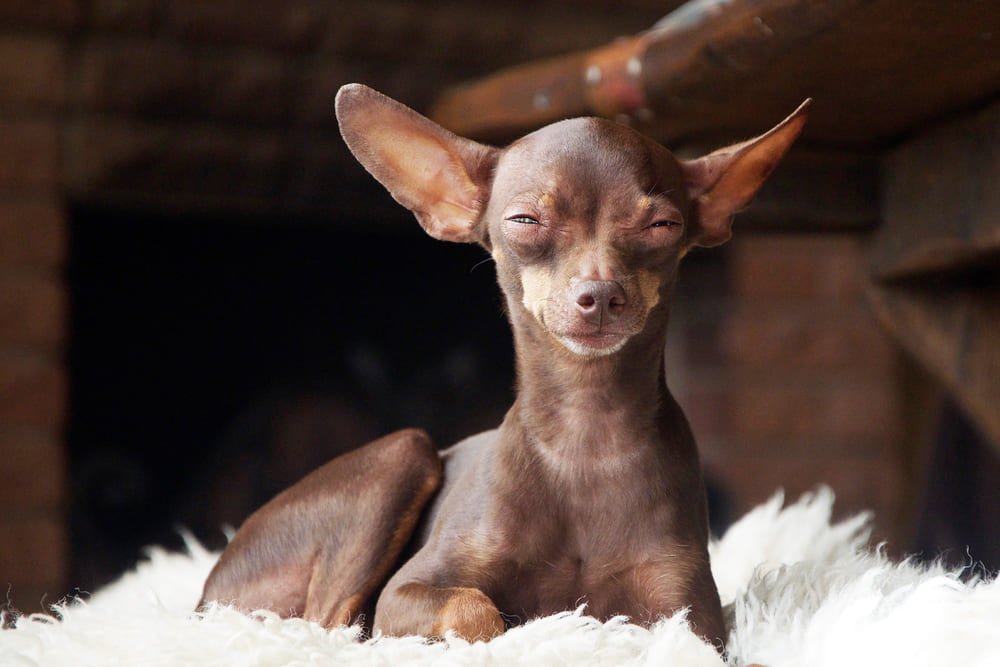 Это порода собак той-терьер