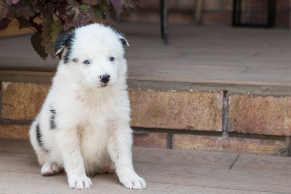 Якутская лайка в саду