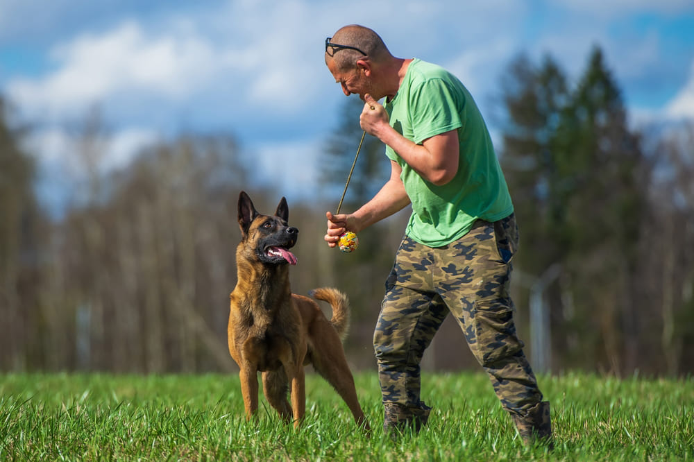 Собака под названием malinois