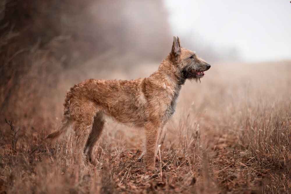 Лакенуа в поле