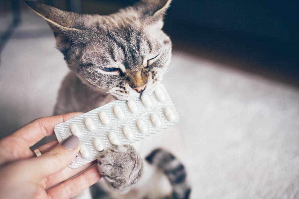 Таблетки и другие средства от глистов для кошек
