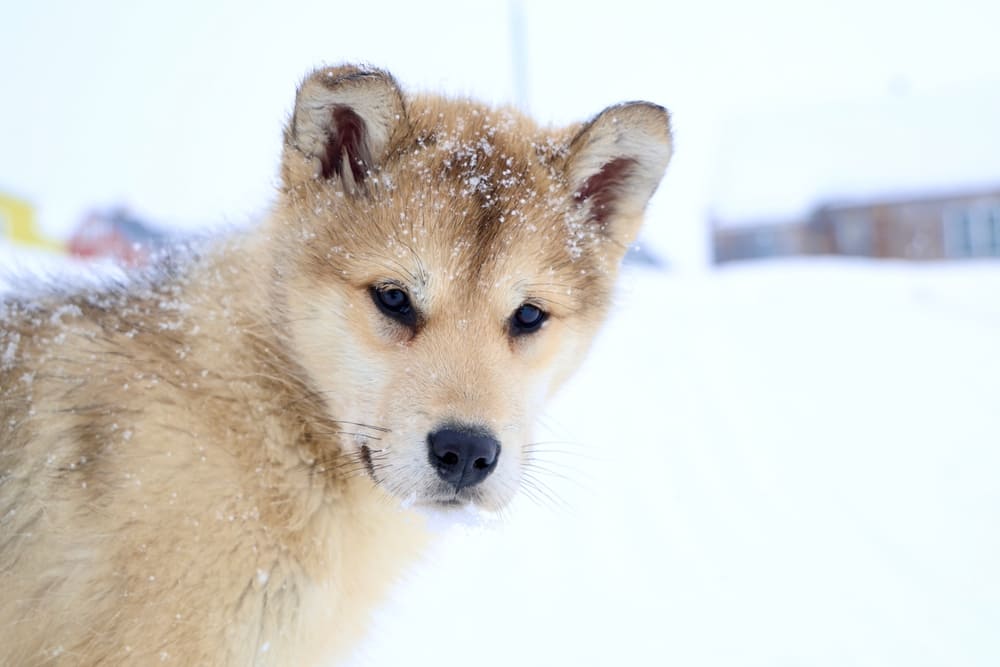 Щенок гренландской собаки на фоне снега